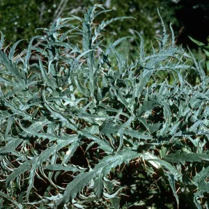 Artichoke Thistle, Hollister Ranch