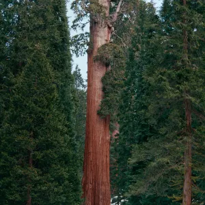 General Grant Tree, Sequoia National Park