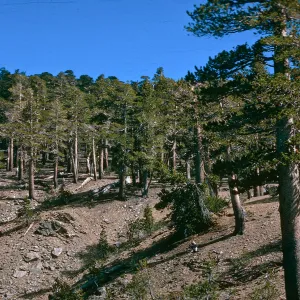 Pinus murrayana, Lodgepole forest, Mt. San Gorgonio