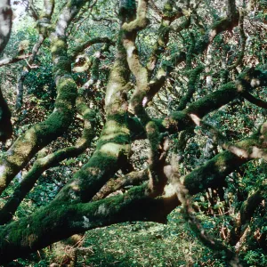 Quercus agrifolia (Coastal Live Oak), Tomales State Park, Point Reyes