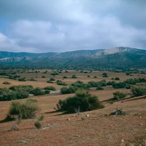 Ephedra, Carrizo Plain, Temblor Range