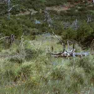 Chorro Creek, Carex obispoensis