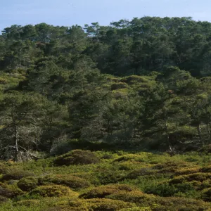 Chaparral-Pine Woodland, La Salle Cyn., Santa Ynez Mtns. SBA