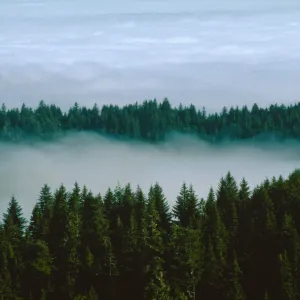 Pseudotsuga forest, Mattole Rd.