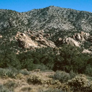 Carruthers Canyon, New York Mtns.