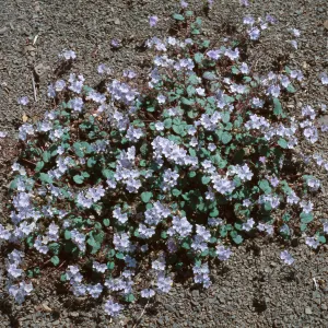 Phacelia longipes, Sespe Creek