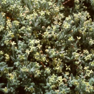 Galium clementis, Cone Peak
