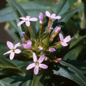 Collomia linearis