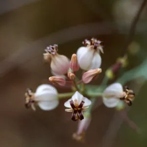 Caulanthus amplexicaulis barbarae, Figueroa Mtn.