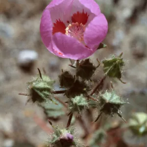 Eremalche rotundifolia, Panamint Valley