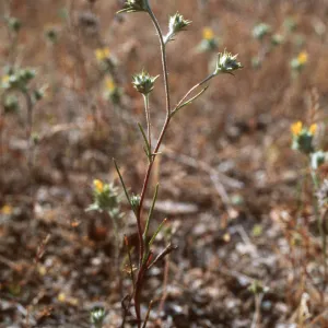 Eriastrum luteum, Jolon Valley
