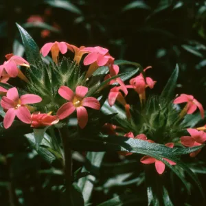 Collomia biflora, UC Botanic Garden