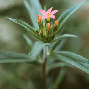 Collomia biflora, UC Botanic Garden, Berkeley