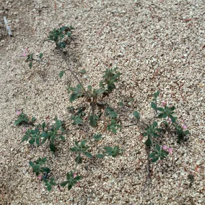 Collomia heterophylla