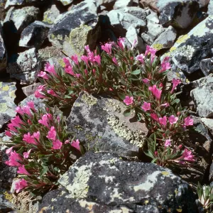 Collomia debilis var. ?, East of Afton, WY