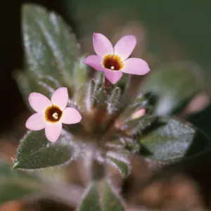 Collomia diversifolia