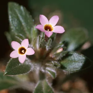 Collomia diversifolia