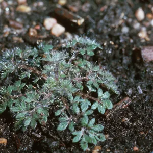 Collomia heterophylla, plant in greenhouse pot