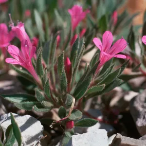 Collomia debilis var. ipomeca, East of Afton, WY