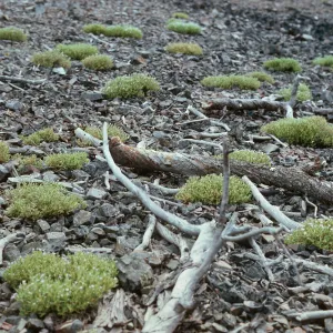 Collomia debilis camporum, Ravalli County, MT