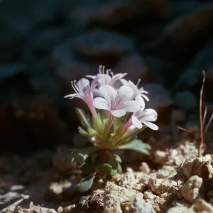 Collomia debilis var. debilis, Idaho
