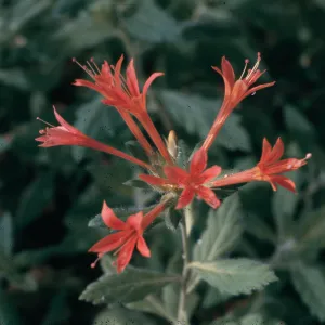 Collomia rawsoniana, Chilkoot Creek