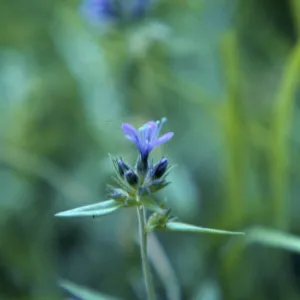 Collomia mazana, Union County, Oregon