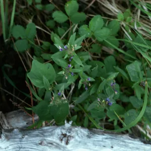 Collomia mazana, Union County, Oregon