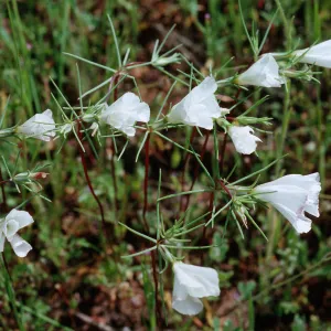 Linanthus dichotomus
