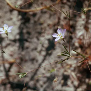 Linanthus liniflorus