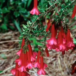 Cantua buxifolia, UC Botanic Garden, Berkeley