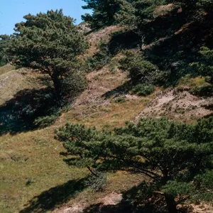 Pinus torreyana, Santa Rosa Island
