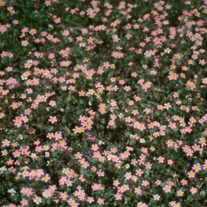 Linanthus montanus, Giant Forest, Sequoia NP