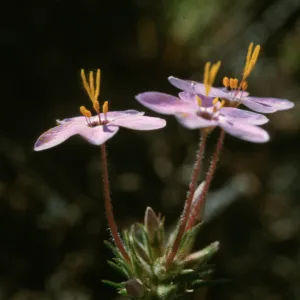 Linanthus parviflorus, Figueroa Mtn.