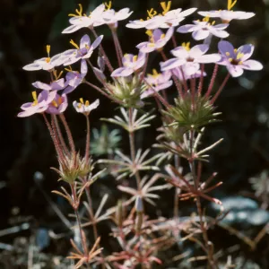 Linanthus parviflorus, Figueroa Mtn.
