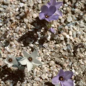 Linanthus parryae, Short Canyon
