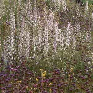 Delphinium and Salvia (sage), Derrydale Creek