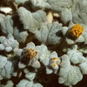 Psathyrotes ramosissima
