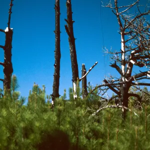 Pinus muricata, closed Cone pine, fire recovery, Pt. Reyes