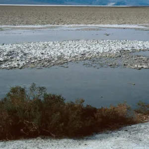 Allenrolfea, Badwater, Death Valley NP