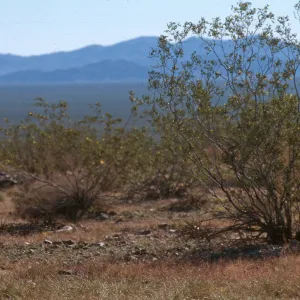 Creosote Shrubland, Pinto Basin, Joshua Tree NP