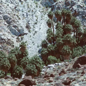Washingtonia fillifera, 49 Palms Oasis, Joshua Tree NMt