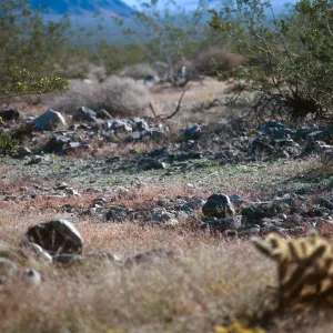annual Bouteloua, Pinto Basin, Joshua Tree NP