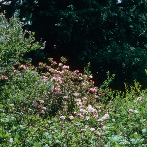 Rhododendron, Azalea State Reserve, Humboldt Bay