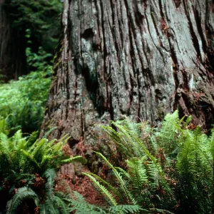 Polystichum (Sward Fern) and Coast Redwoods, Humboldt Redwoods State Park