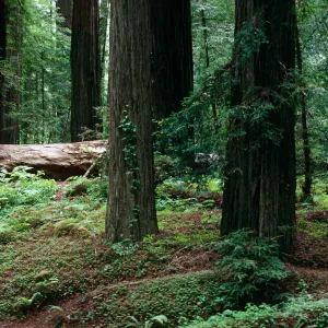 Sequoia, Redwoods (Coast Redwood)