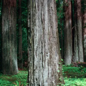 Sequoia,Coast Redwoods, Humboldt Redwoods State Park