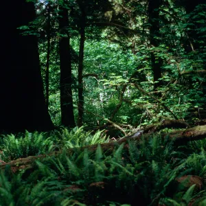 Sequoia (Coast Redwood), Acer (Maple), (Sword Fern), Prairie Creek redwoods