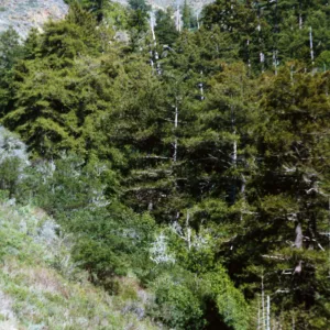 Redwood gulch, Santa Lucia Mountains (Coast Redwood)