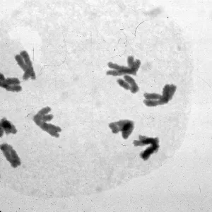 slides of meiosis in Paeonia, Paeonia californica, 1A (normal)